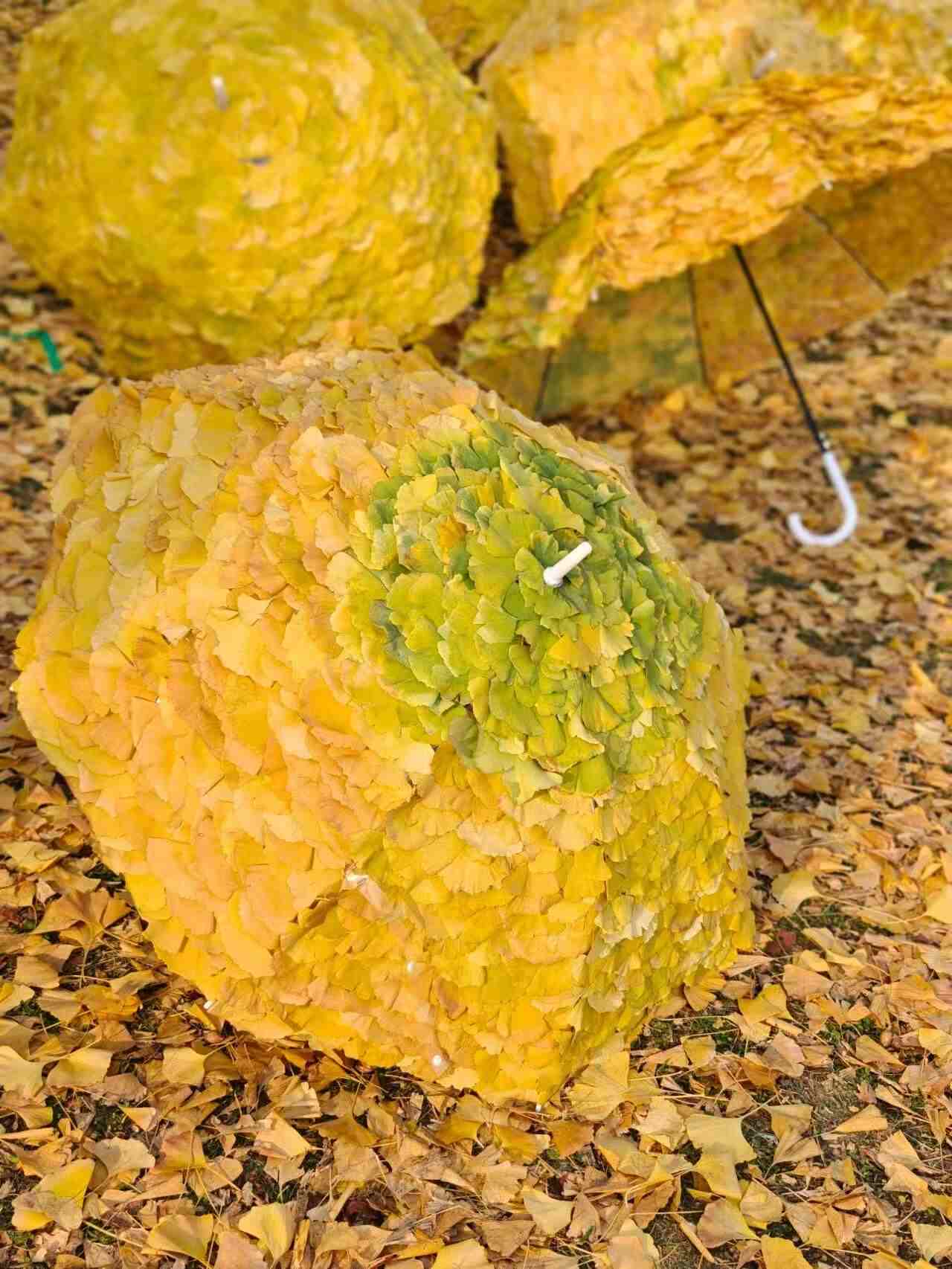 银杏为媒,师生共绘校园艺术新图景 ——成都酒店管理学院银杏艺术节创意装置“银杏伞林”引人注目(1) 银杏为媒,师生共绘校园艺术新图景 ——成都酒店管理学院银杏艺术节创意装置“银杏伞林”引人注目(1)